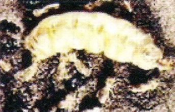 ดา
